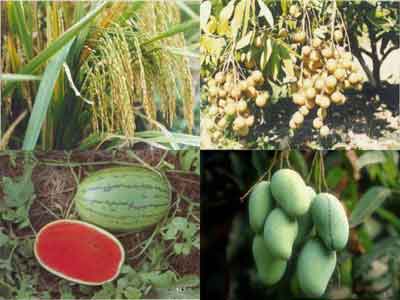 Agricultural sector faces lagging FDI